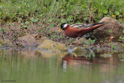 Red Phalarope