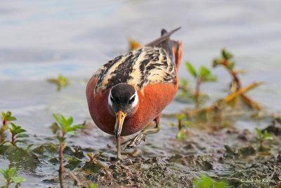 Red Phalarope