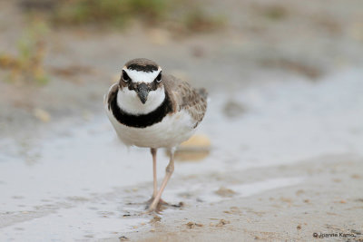 Wilson's Plover