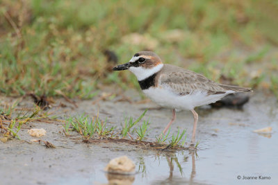 Wilson's Plover