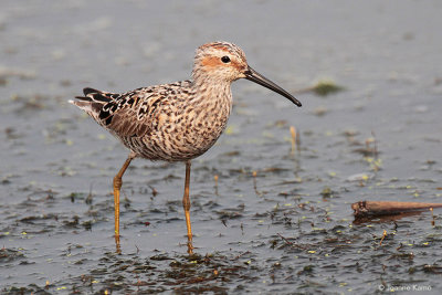 Stilt Sandpiper