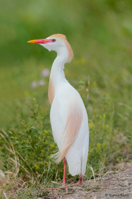 Cattle Egret