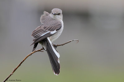 Northern Mockingbird