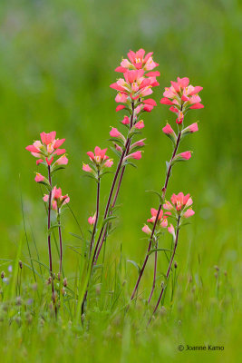 Indian Paintbrush