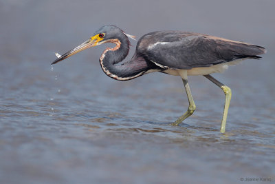 Tricolored Heron