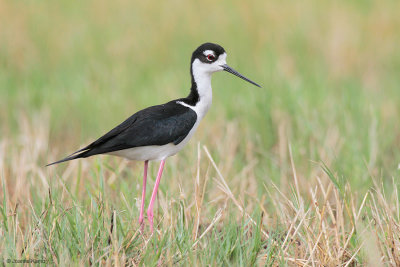 Black-necked Stilt