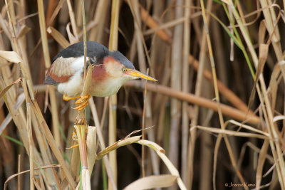 Least Bittern