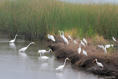 Egrets Fishing Scene