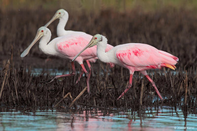 Roseate Spoonbills