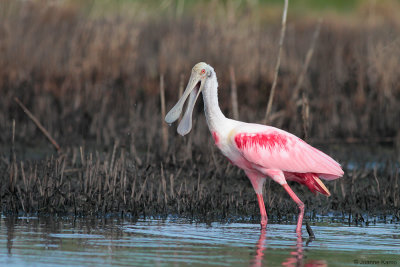 Roseate Spoonbill