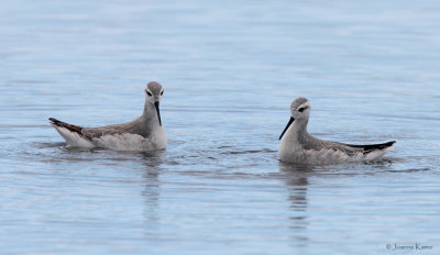 Wilson's Phalaropes