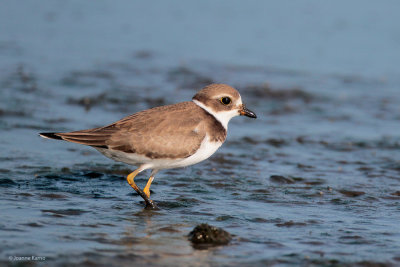 Semipalmated Plover