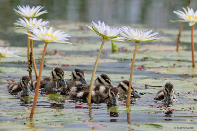 Black-bellied Whistling Ducklings