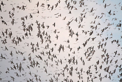 Purple Martins 