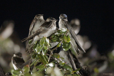 Roosting Purple Martins