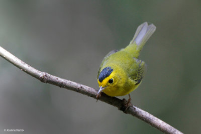 Wilson's Warbler