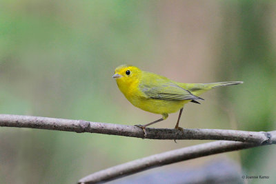 Wilson's Warbler