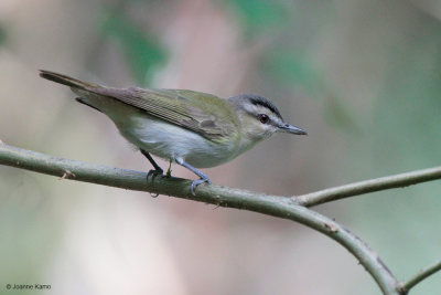 Red-eyed Vireo