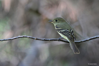 Trail's Flycatcher