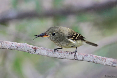 Trail's Flycatcher