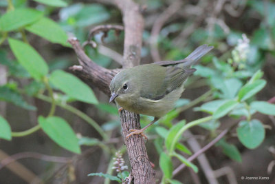 Black-throated Blue Warbler