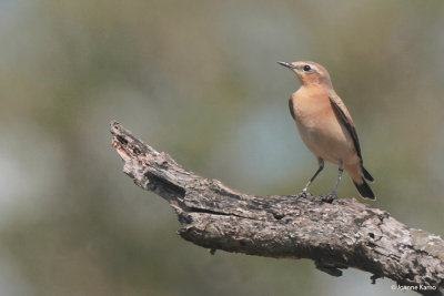 Northern Wheatear