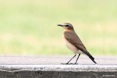 Northern Wheatear