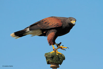 Harris' Hawk Laredo