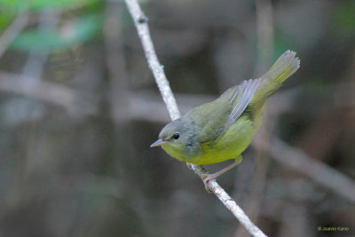 Mourning Warbler