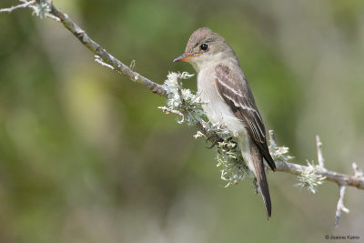 Eastern Wood Pewee