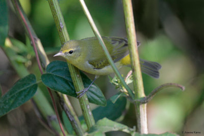 Tennessee Warbler