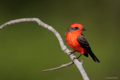 Vermillion Flycatcher