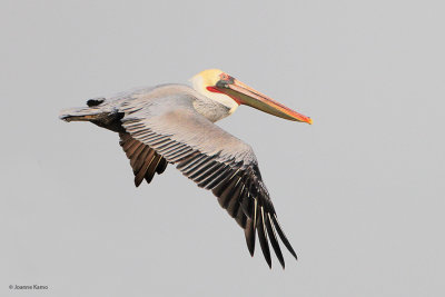 Brown Pelican (Pacific)