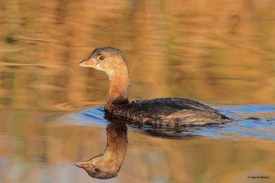 Pied-billed Grebe