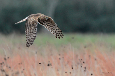 Northern Harrier