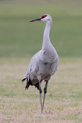 Sandhill Crane