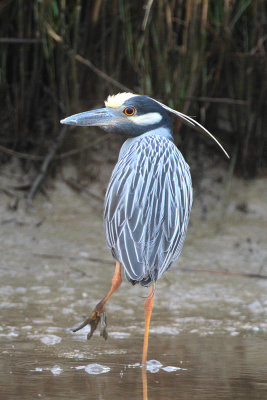 Yellow-crowned Night Heron