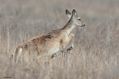 White-tailed Deer