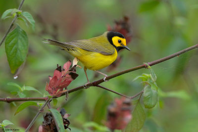 Hooded Warbler