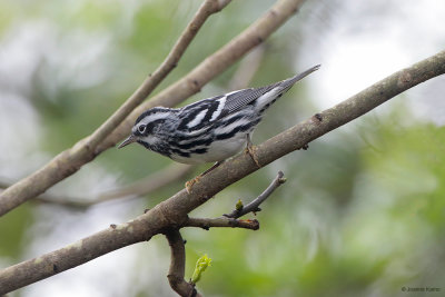 Black-and-White Warbler