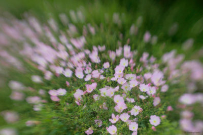 Pink Evening Primrose