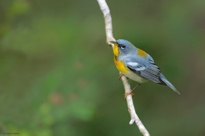 Northern Parula