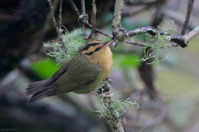 Worm Eating Warbler