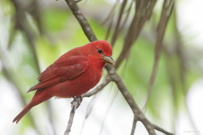 Summer Tanager