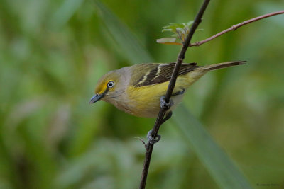 White-Eyed Vireo