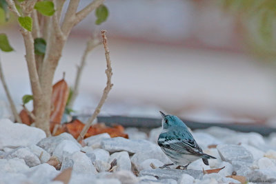 Cerulean Warbler