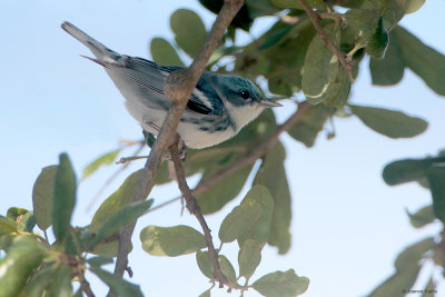 Cerulean Warbler