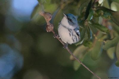 Cerulean Warbler