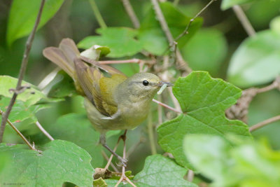 Tennessee Warbler and Worm