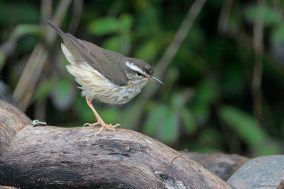 Louisiana Waterthrush